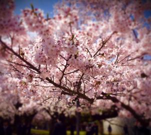 ビションフリーゼ　おもち  今年1番良い感じの桜！ fc2blog_201604062332220a6s