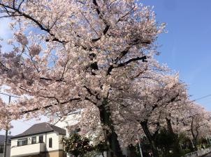 ビションフリーゼ　おもち  今年1番良い感じの桜！ fc2blog_20160406234134bd6s
