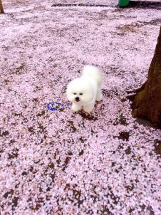 ビションフリーゼ　おもち  桜絨毯と目黒川 fc2blog_201604082301156dbs