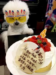 お誕生日 ビションフリーゼ　おもち  おも！4歳おめでとう(*´◒`*) fc2blog_20170805122207348s
