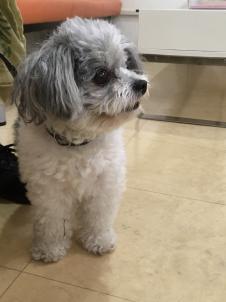 ビションフリーゼ　おもち  ぼのちゃんが来ました～ 