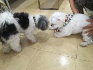 ビションフリーゼ　おもち  ぼのちゃんが来ました～ 
