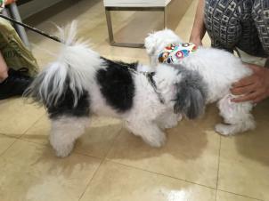 ビションフリーゼ　おもち  ぼのちゃんが来ました～ 