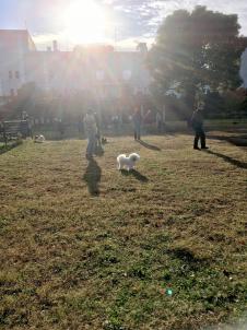 ビションフリーゼ　おもち  久しぶりの工場公園☆ 