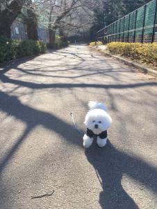 ビションフリーゼ　おもち  駒沢公園までおも散歩 