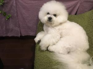 ビションフリーゼ　おもち  またギックリ腰になりました 