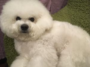 ビションフリーゼ　おもち  またギックリ腰になりました 