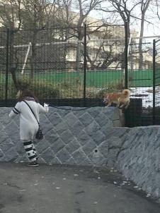 ビションフリーゼ　おもち  目黒不動尊らへんまで 