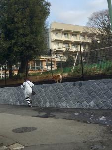 ビションフリーゼ　おもち  目黒不動尊らへんまで 