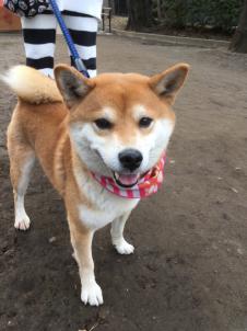 ビションフリーゼ　おもち  目黒不動尊らへんまで 