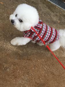 ビションフリーゼ　おもち  目黒不動尊らへんまで 