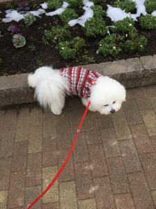 ビションフリーゼ　おもち  目黒不動尊らへんまで 