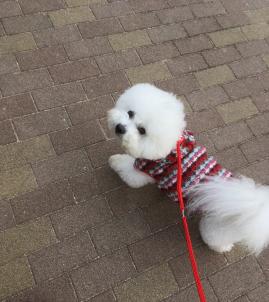 ビションフリーゼ　おもち  目黒不動尊らへんまで 