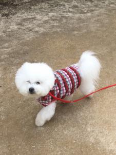 ビションフリーゼ　おもち  目黒不動尊らへんまで 