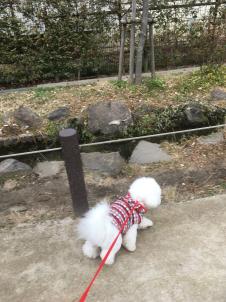 ビションフリーゼ　おもち  目黒不動尊らへんまで 