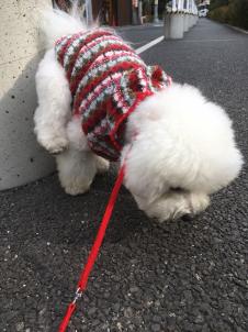 ビションフリーゼ　おもち  目黒不動尊らへんまで 