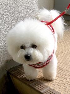 ビションフリーゼ　おもち  目黒不動尊らへんまで 