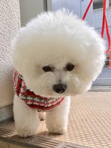 ビションフリーゼ　おもち  目黒不動尊らへんまで 