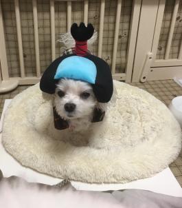 ビションフリーゼ　おもち  目黒不動尊らへんまで 