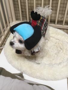 ビションフリーゼ　おもち  目黒不動尊らへんまで 