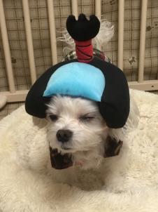 ビションフリーゼ　おもち  目黒不動尊らへんまで 