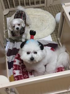 ビションフリーゼ　おもち  目黒不動尊らへんまで 