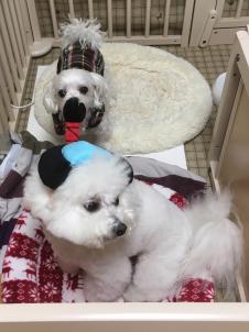 ビションフリーゼ　おもち  目黒不動尊らへんまで 