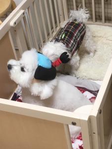 ビションフリーゼ　おもち  目黒不動尊らへんまで 