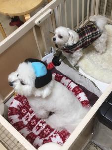 ビションフリーゼ　おもち  目黒不動尊らへんまで 