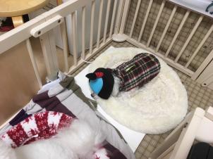 ビションフリーゼ　おもち  目黒不動尊らへんまで 