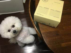 ビションフリーゼ　おもち  目黒不動尊らへんまで 