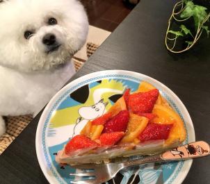 ビションフリーゼ　おもち  目黒不動尊らへんまで 