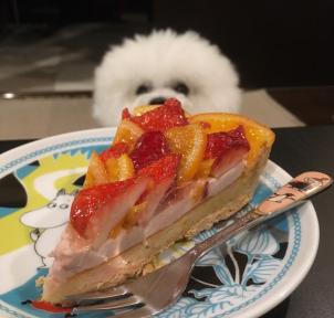 ビションフリーゼ　おもち  目黒不動尊らへんまで 