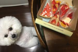 ビションフリーゼ　おもち  目黒不動尊らへんまで 